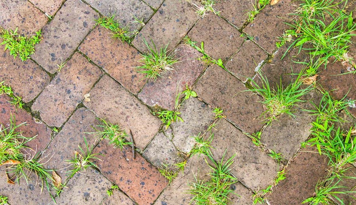 vangelderen hoveniers zoelmond tuinhuis